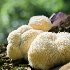 Soplówka jeżowata, choć ceniona za właściwości, może wywołać skutki uboczne. Grzyby rosną na drzewie.