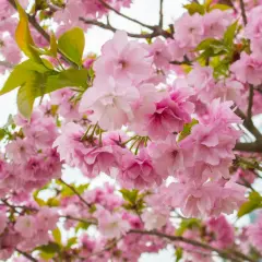 Kwiaty różowego **sakura drzewa** tworzą gęsty, kwitnący obłok.