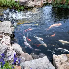 Plusieurs carpes koï nagent dans un bassin rocheux, certaines avec la bouche ouverte, près d'une petite cascade.