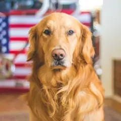 Ile żyje golden retriever? Sekrety długowieczności i zdrowia psa