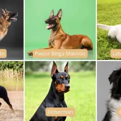 Seis razas de perros: Pastor Alemán, Pastor Belga Malinois (ideal como perro policía), Labrador, Rottweiler, Doberman y Border Collie.