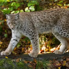 Ein Luchs schleicht durch den Herbstwald. Wie viele Luchse gibt es in Deutschland?