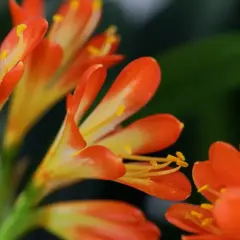 Fiori arancioni e gialli di una pianta clivia, con petali che si aprono verso l'esterno e stami dorati.
