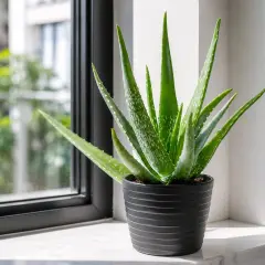 En frodig aloe vera planta i en svart kruka står på en fönsterbräda. Dess gröna blad med vita prickar sträcker sig mot ljuset.