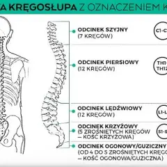 Odcinek lędźwiowy ile kręgów? Oto co musisz wiedzieć o ich roli