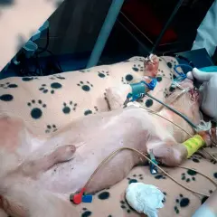 Perro con obstrucción intestinal en quirófano, recibiendo anestesia y monitorización.