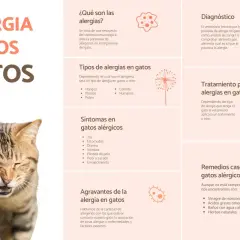 Gato estornudando, con información sobre alergia a los gatos, síntomas como ronchas, y remedios.