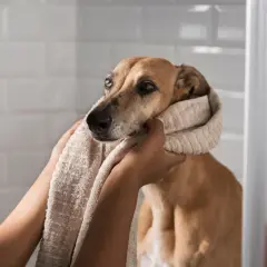Mujer secando a su perro con una toalla, intentando averiguar porque mi perro huele mal aunque lo bañe.