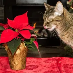Gato curioso olisquea una flor de pascua, planta tóxica para gatos, en un ambiente festivo.