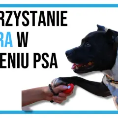 Czarny pies z białą łatką na piersi podaje łapę, gdy jego właściciel naciska czerwony kliker. Kliker dla psa służy do pozytywnego wzmocnienia podczas szkolenia.