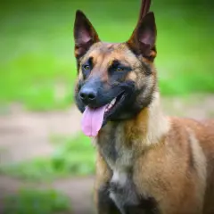 Un perro pastor belga malinois, con su lengua rosada afuera, parece responder a la pregunta: cual es el perro mas inteligente.