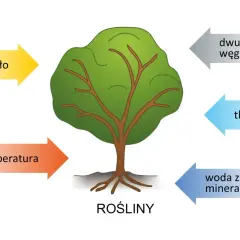 Biologia: roślina potrzebuje światła, temperatury, wody z solami mineralnymi, dwutlenku węgla, a oddaje tlen.