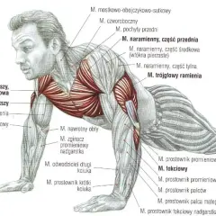 Anatomia mięśni podczas wykonywania pompek. Ilustracja pokazuje zaangażowane mięśnie klatki piersiowej, ramion i przedramion.