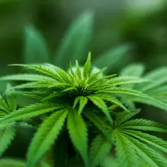 Pianta di cannabis in crescita, con foglie verdi vibranti. Immagina il suo potenziale in una grow box 150x150x200.