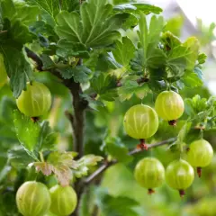 Zielone agresty dojrzewają na gałęziach. Kiedy sadzić agrest? Najlepiej jesienią lub wczesną wiosną, by krzewy zdążyły się ukorzenić.