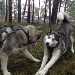 Dwa alaskan malamuty w uprzęży, jeden kładzie się, drugi stoi.
