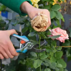 Ręce w zielonej bluzie przycinają uschniętą różę sekatorami. Obok kwitnie piękny, różowy kwiat. To letnie przycinanie róż.
