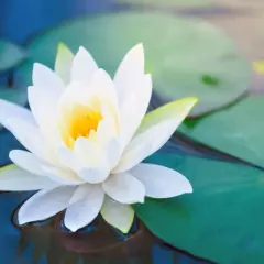 Una flor de loto blanca emerge serena sobre el agua, simbolizando pureza y renacimiento.