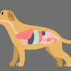 Ilustracja przedstawia przekrój przez psa, ukazując jego wewnętrzne organy. Widoczna jest anatomia psa organy, w tym wątroba, żołądek i jelita.