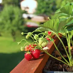 Reife und grüne Erdbeeren wachsen auf einem Balkon. Das Einpflanzen von Erdbeeren auf dem Balkon ist eine tolle Idee für frische Früchte.