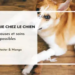 Mon chien boite mais pose la patte, sa patte avant est bandée. Le texte parle de la boiterie chez le chien.