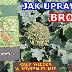 Jak uprawiać brokuły: kluczowe wskazówki dla udanej uprawy