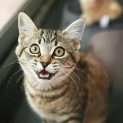 Cuánto le dura el celo a un gato macho y cómo afecta su comportamiento