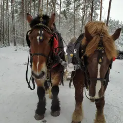 Dwa piękne konie zaprzężone do sań, gotowe na zimową przejażdżkę po ośnieżonym lesie.