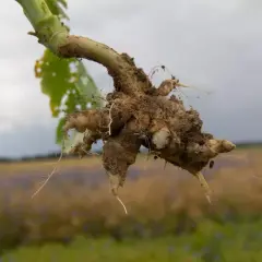 Ziemia oblepia korzenie rośliny, która mogła być bodziszek w rzepaku. W tle pole rzepaku pod pochmurnym niebem.