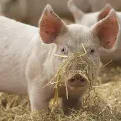 Un jeune porc rose avec de la paille sur le museau, dans un champ.