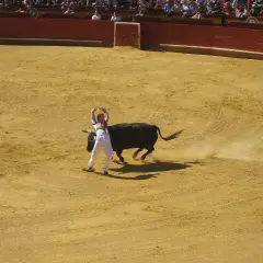 Un recortador, uno de los nombres de recortadores de toros, se enfrenta a un toro bravo en la arena.