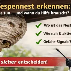 Ein Wespennest unter einem Dachvorsprung. Die Frage ist, wann verlassen Wespen ihr Nest und wann braucht man Hilfe.