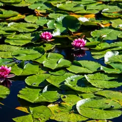 Un estanque lleno de hojas de nenúfar verdes y varias flores de loto rosadas, símbolo de pureza en el hinduismo.