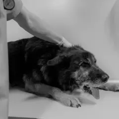 Tierarzt untersucht Hund, der sich übergeben muss. Was tun, wenn der Hund kotzt? Schnelle Hilfe ist wichtig.