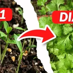 Cuando plantar cilantro: evita errores comunes y logra una cosecha perfecta