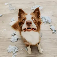 Perro con cara de susto rodeado de papel rasgado. ¿Cómo saber si mi perro tiene ansiedad? Busca señales como esta.