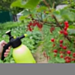 Opryskiwacz ręczny w ręce, przygotowany do ochrony porzeczek na wiosnę.