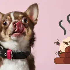 Chihuahua con la lengua afuera, lamiéndose los labios, junto a una pila de excremento con moscas. ¡Qué asco!