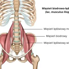 Anatomia mięśnia biodrowo-lędźwiowego, kluczowego dla ruchu biodra i tułowia.