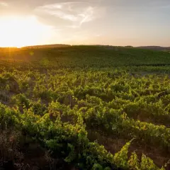 Vignoble verdoyant au coucher du soleil dans le district de Lisbonne, les vignes s'étendent à perte de vue sous un ciel doré.