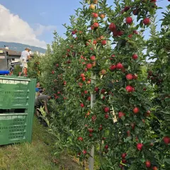 Raccolta di mele Melinda in Trentino. L'immagine mostra alberi carichi di frutti rossi e lavoratori intenti alla raccolta, con casse verdi pronte a contenere le mele.