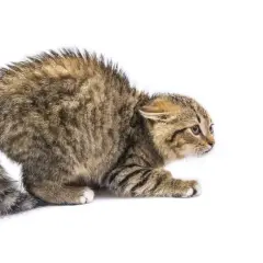 Un chaton craintif, le poil hérissé, montre les défis pour apprendre comment socialiser un chat craintif.