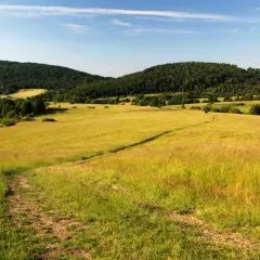 Beskid Niski - najpiękniejsze szlaki. Droga przez złote pola i lasy, zapraszająca do wędrówki.