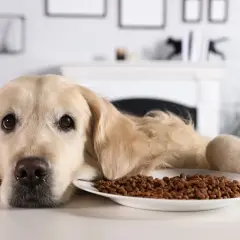 Smutny golden retriever leży obok miski z karmą, zastanawiając się, ile pies może nie jeść.