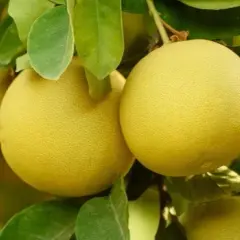 Kiedy sezon na pomelo w Polsce? Oto najlepszy czas na zakupy