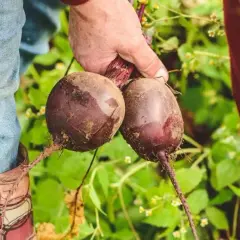 Kiedy sezon na buraki? Odkryj najlepszy czas na zbiór i uprawę
