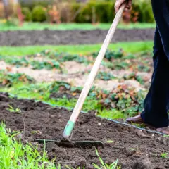 Osoba grabi ziemię, przygotowując ją do sadzenia. To część procesu, który wyjaśnia, co to jest mulczowanie gleby.