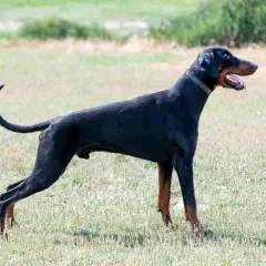 Czarny doberman z ogonem stoi na trawie, dysząc z otwartym pyskiem.