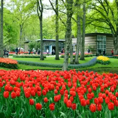 Wiosna w Keukenhof to idealny czas na podziwianie morza czerwonych tulipanów i kwitnących drzew.