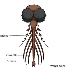 Ilustracja przedstawia narząd gębowy komarów z widocznymi żuwaczkami, szczęką, wargą górną i dolną.